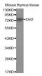 Dishevelled Segment Polarity Protein 2 antibody, MBS129093, MyBioSource, Western Blot image 