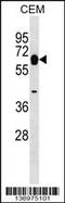 Myotilin antibody, 59-047, ProSci, Western Blot image 