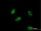 Pancreas Associated Transcription Factor 1a antibody, H00256297-M05, Novus Biologicals, Immunofluorescence image 