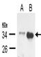 TNFRSF1A Associated Via Death Domain antibody, orb73688, Biorbyt, Western Blot image 