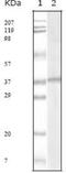 KSHV ORF62 antibody, NBP2-37684, Novus Biologicals, Western Blot image 