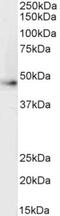 Adrenoceptor Beta 2 antibody, NB100-2424, Novus Biologicals, Western Blot image 