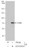 Coilin antibody, GTX112570, GeneTex, Immunoprecipitation image 