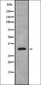 Serine protease 3 antibody, orb337421, Biorbyt, Western Blot image 