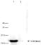 Histone H3 antibody, TA347174, Origene, Western Blot image 