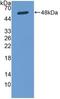 SPARC antibody, LS-C722354, Lifespan Biosciences, Western Blot image 