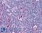 Kinesin Family Member 11 antibody, LS-B250, Lifespan Biosciences, Immunohistochemistry paraffin image 