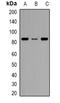 Hyaluronan mediated motility receptor antibody, orb382612, Biorbyt, Western Blot image 