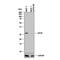 Eukaryotic Translation Initiation Factor 4E antibody, MAB3228, R&D Systems, Western Blot image 