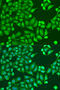 G Protein Subunit Alpha I3 antibody, 16-173, ProSci, Immunofluorescence image 