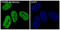 Poly(ADP-Ribose) Polymerase 1 antibody, M00122, Boster Biological Technology, Immunofluorescence image 
