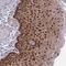 DnaJ Heat Shock Protein Family (Hsp40) Member B1 antibody, NBP2-38988, Novus Biologicals, Immunohistochemistry frozen image 