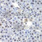 CCAAT Enhancer Binding Protein Gamma antibody, A7279, ABclonal Technology, Immunohistochemistry paraffin image 