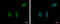 Regulation Of Nuclear Pre-MRNA Domain Containing 1B antibody, GTX119969, GeneTex, Immunofluorescence image 
