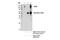 Hyperpolarization Activated Cyclic Nucleotide Gated Potassium And Sodium Channel 2 antibody, 14957S, Cell Signaling Technology, Immunoprecipitation image 