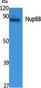 Nucleoporin 88 antibody, GTX34104, GeneTex, Western Blot image 