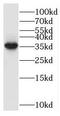 Ribosome Production Factor 2 Homolog antibody, FNab00993, FineTest, Western Blot image 
