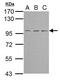 TBC1 Domain Containing Kinase antibody, TA308157, Origene, Western Blot image 