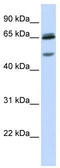 Gamma-Aminobutyric Acid Type A Receptor Gamma2 Subunit antibody, TA330438, Origene, Western Blot image 