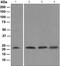 Chromobox 5 antibody, ab109028, Abcam, Western Blot image 