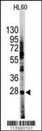 Hes Family BHLH Transcription Factor 1 antibody, MBS9205906, MyBioSource, Western Blot image 