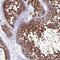 Mitochondrial Ribosomal Protein S9 antibody, PA5-60376, Invitrogen Antibodies, Immunohistochemistry frozen image 
