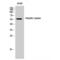 Lipase C, Hepatic Type antibody, LS-C383916, Lifespan Biosciences, Western Blot image 