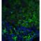 Tumor Protein P53 Inducible Nuclear Protein 1 antibody, LS-B185, Lifespan Biosciences, Immunofluorescence image 