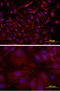 Podocalyxin Like antibody, MAB1556, R&D Systems, Western Blot image 