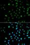 RNA Polymerase II Subunit A antibody, LS-C331899, Lifespan Biosciences, Immunofluorescence image 