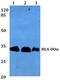 Major Histocompatibility Complex, Class II, DO Alpha antibody, PA5-75400, Invitrogen Antibodies, Western Blot image 