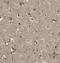 Coiled-Coil Domain Containing 42 antibody, FNab01357, FineTest, Immunohistochemistry frozen image 