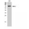 LIM Domain Kinase 2 antibody, LS-C384345, Lifespan Biosciences, Western Blot image 