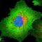 CD44 antibody, HPA005785, Atlas Antibodies, Immunofluorescence image 