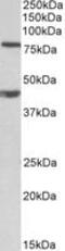 Dishevelled Segment Polarity Protein 1 antibody, MBS422911, MyBioSource, Western Blot image 