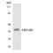 Olfactory Receptor Family 51 Subfamily B Member 5 antibody, LS-C200372, Lifespan Biosciences, Western Blot image 