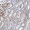 Transmembrane Protein 221 antibody, PA5-59636, Invitrogen Antibodies, Immunohistochemistry frozen image 