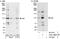 Integrator Complex Subunit 5 antibody, A301-268A, Bethyl Labs, Immunoprecipitation image 
