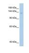 Mov10 RISC Complex RNA Helicase antibody, NBP1-57108, Novus Biologicals, Western Blot image 