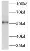 NMDA Receptor Synaptonuclear Signaling And Neuronal Migration Factor antibody, FNab05655, FineTest, Western Blot image 