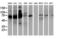 SAM And HD Domain Containing Deoxynucleoside Triphosphate Triphosphohydrolase 1 antibody, LS-C172429, Lifespan Biosciences, Western Blot image 