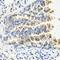 Neurotrophin 3 antibody, A0407, ABclonal Technology, Immunohistochemistry paraffin image 