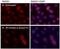 RAD51 Recombinase antibody, MA1-23271, Invitrogen Antibodies, Immunofluorescence image 