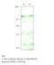 KIAA0560 antibody, MBS540004, MyBioSource, Western Blot image 