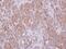 G Protein Subunit Alpha 15 antibody, PA5-31176, Invitrogen Antibodies, Immunohistochemistry paraffin image 