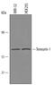 Teneurin-1 antibody, AF6324, R&D Systems, Western Blot image 