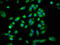 Rho Guanine Nucleotide Exchange Factor 7 antibody, LS-B12261, Lifespan Biosciences, Immunofluorescence image 