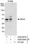 SEK1 antibody, A302-657A, Bethyl Labs, Immunoprecipitation image 
