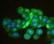 Caudal Type Homeobox 1 antibody, NBP2-75437, Novus Biologicals, Immunofluorescence image 