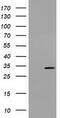 Uridine-Cytidine Kinase 1 antibody, TA501489S, Origene, Western Blot image 